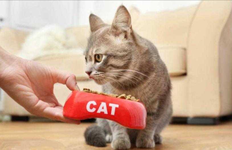 猫咪鼻子干点好，还是湿点好？告诉你答案