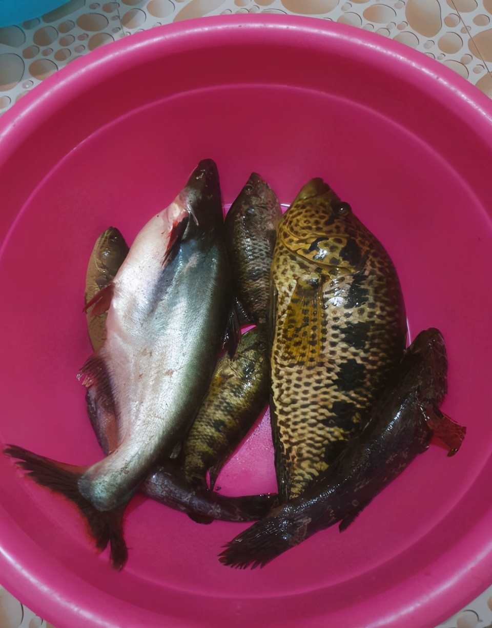 巴沙鱼,淡水石斑鱼,笋壳鱼.海南外来物种泛滥,所幸都很鲜?