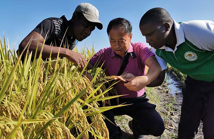 中国农作物专家在非洲，助力莫桑比克水稻产量大幅提升