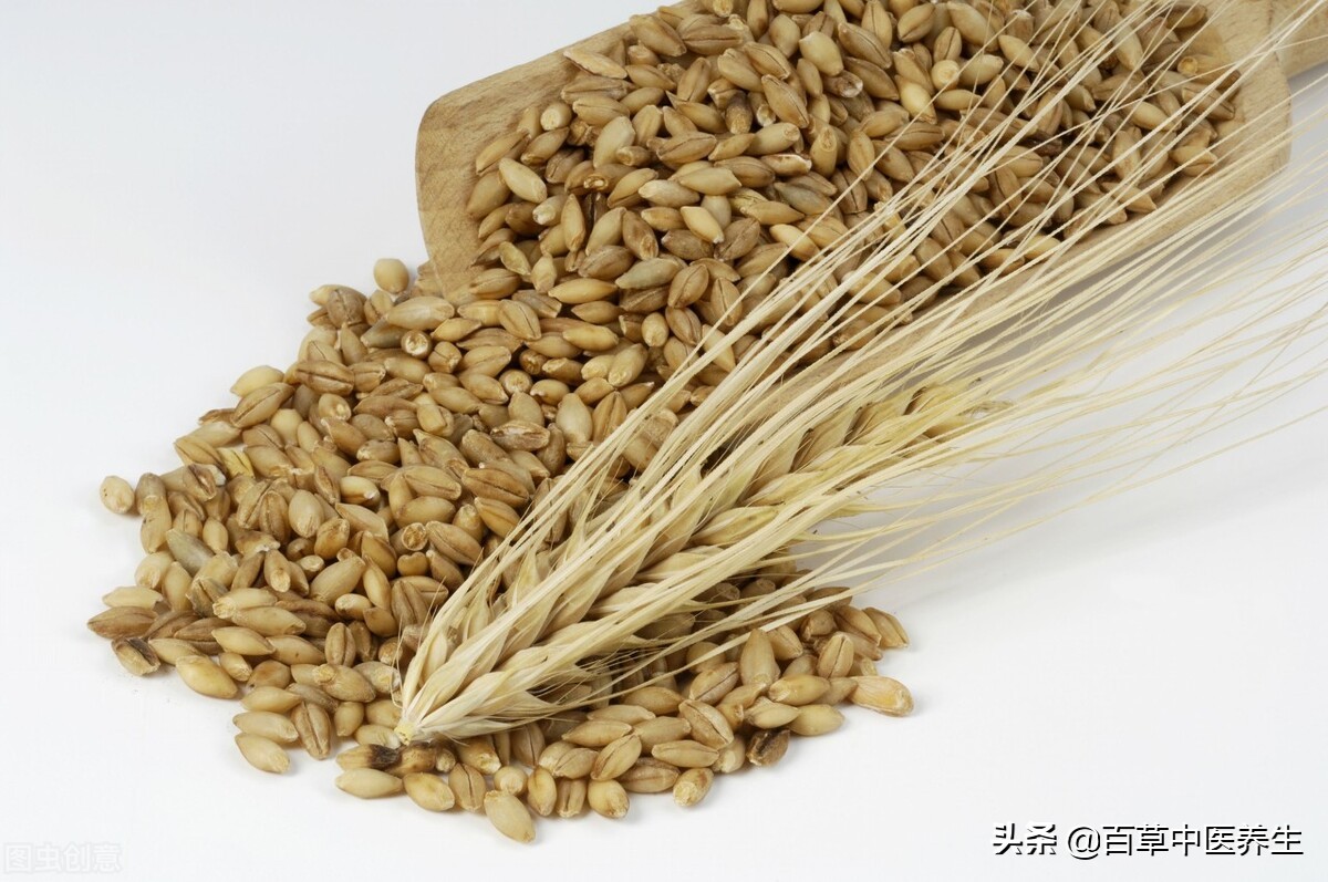 生麦芽的功效与作用（揭秘麦芽的好处与吃法）