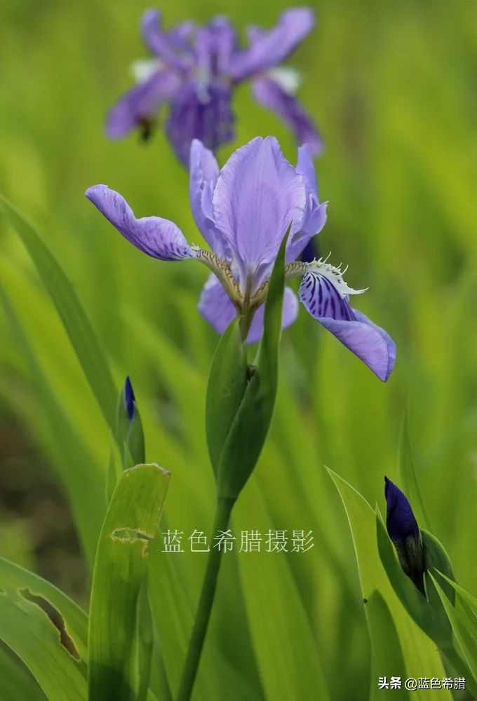 鸢尾兰长什么样子（实拍18张紫色的鸢尾花照片）