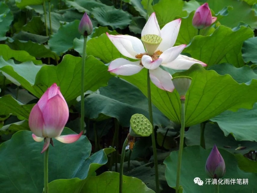 接天莲叶（《接天莲叶无穷碧》）