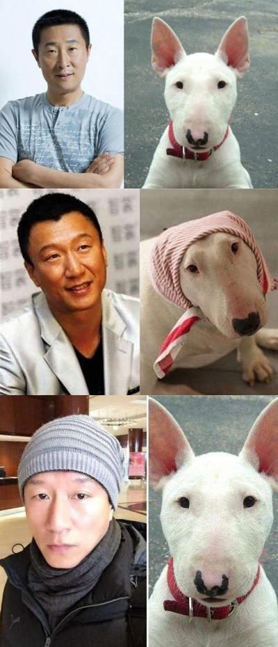 牛头梗为什么禁养 梗类犬为什么禁养 - 汽车时代网