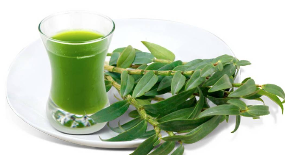 石斛怎么泡水（盘点7种铁皮石斛的特别吃法）