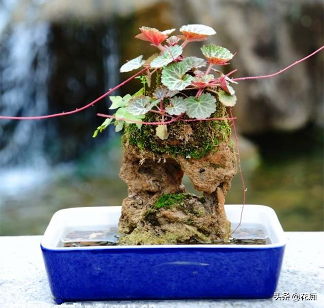 吸水石假山盆景栽什麼植物好(擺上這4種綠植好看又好養)