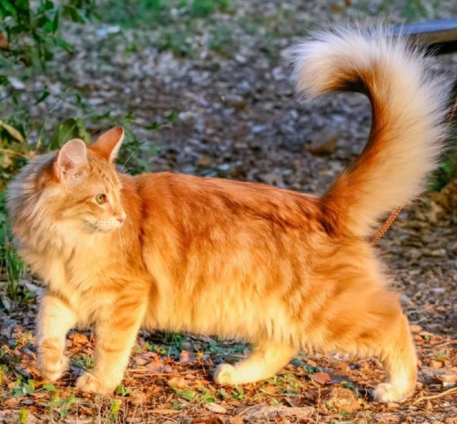 北欧神话中的“挪威森林猫”，到底是怎样的神奇存在？