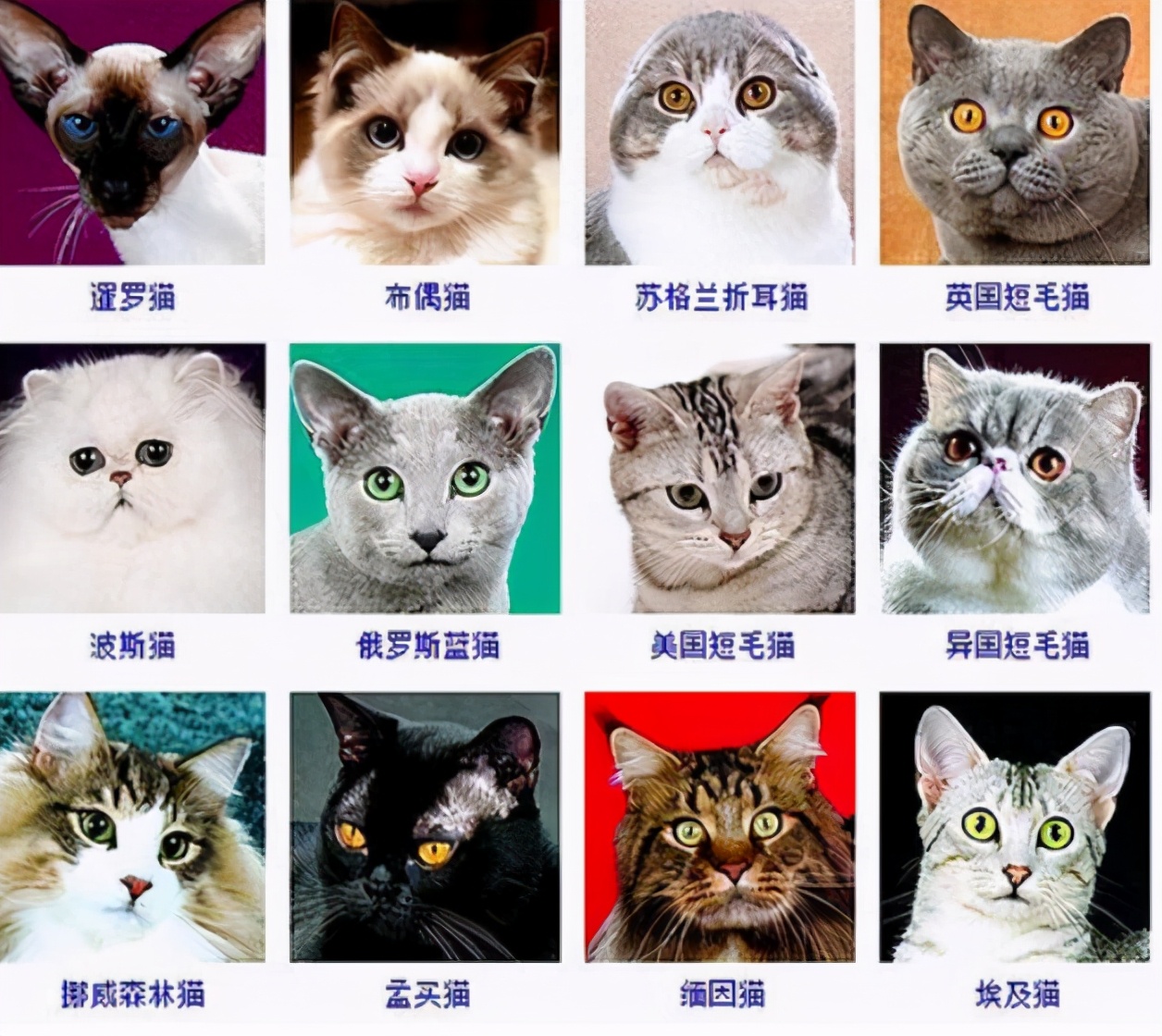 猫的品种有哪些分类，猫的品种图片名字大全及价格介绍