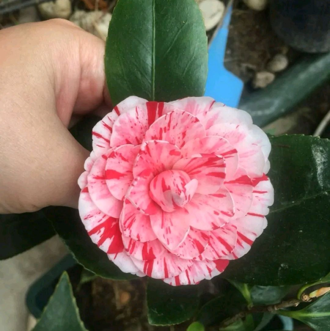 茶花夏天重剪后怎么养详细介绍专业回答