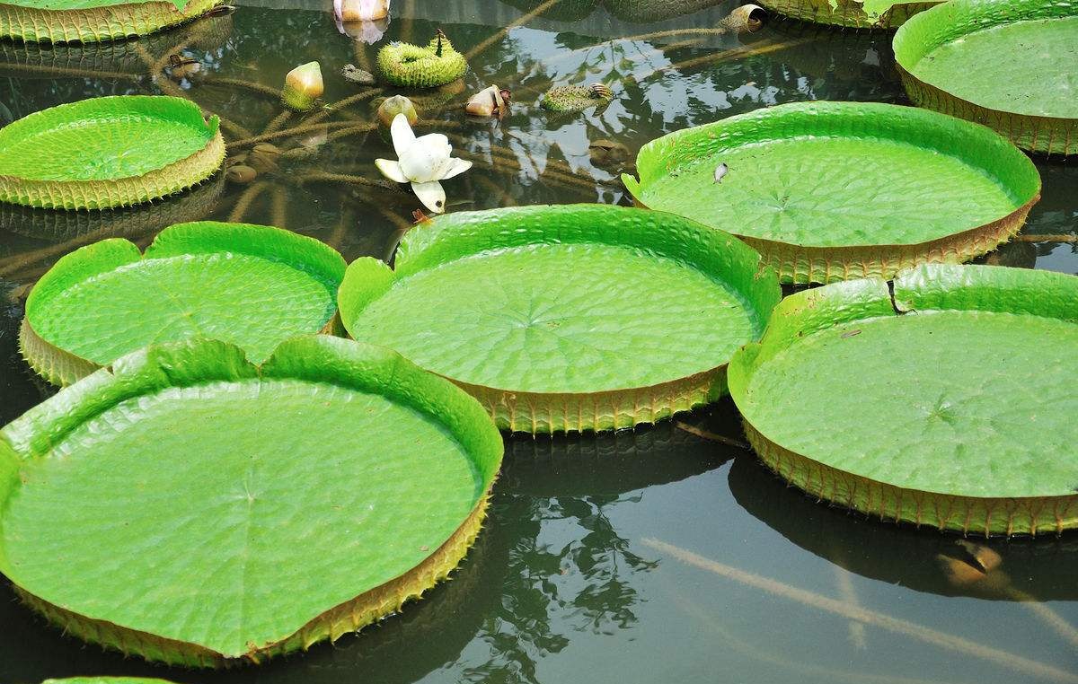 庭院设计师精心总结的15种适合庭院水池栽种的水生植物，建议收藏