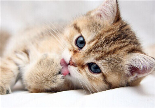 如何判断一只猫是否生病