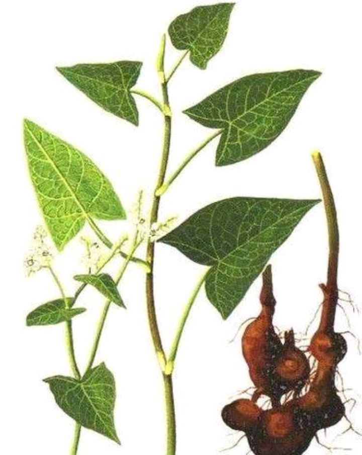 野兰荞的功效与作用(野兰荞的功效与作用图片 四川)-我的快乐小窝