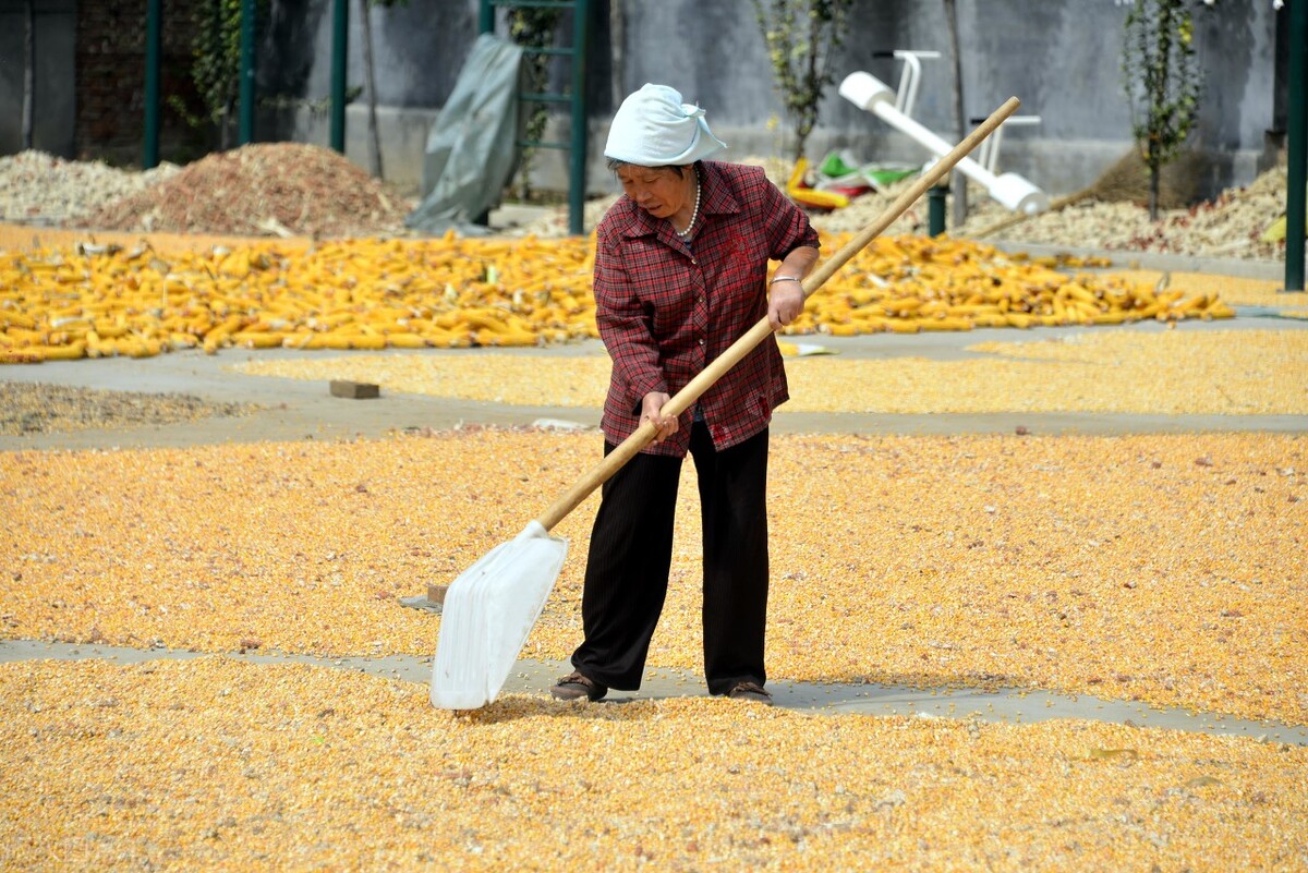 70年代记忆:一大早跟娘到生产队田里间玉米苗,我饿晕在地里