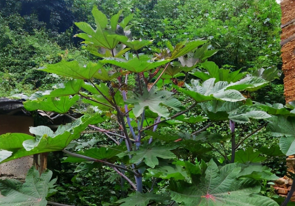 母根叫烏頭,側根(子根)入藥,叫附子.這個植物大家有見過嗎?