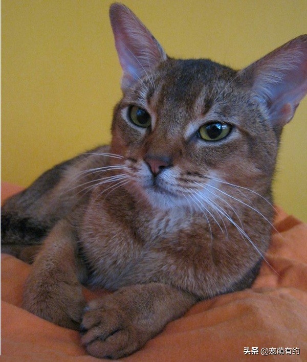全世界公认的猫中帝王——阿比西尼亚猫，你喜欢吗？