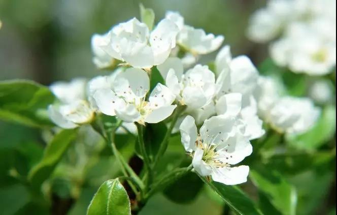 什么花春天开（盘点15种开在春天的绝美花）