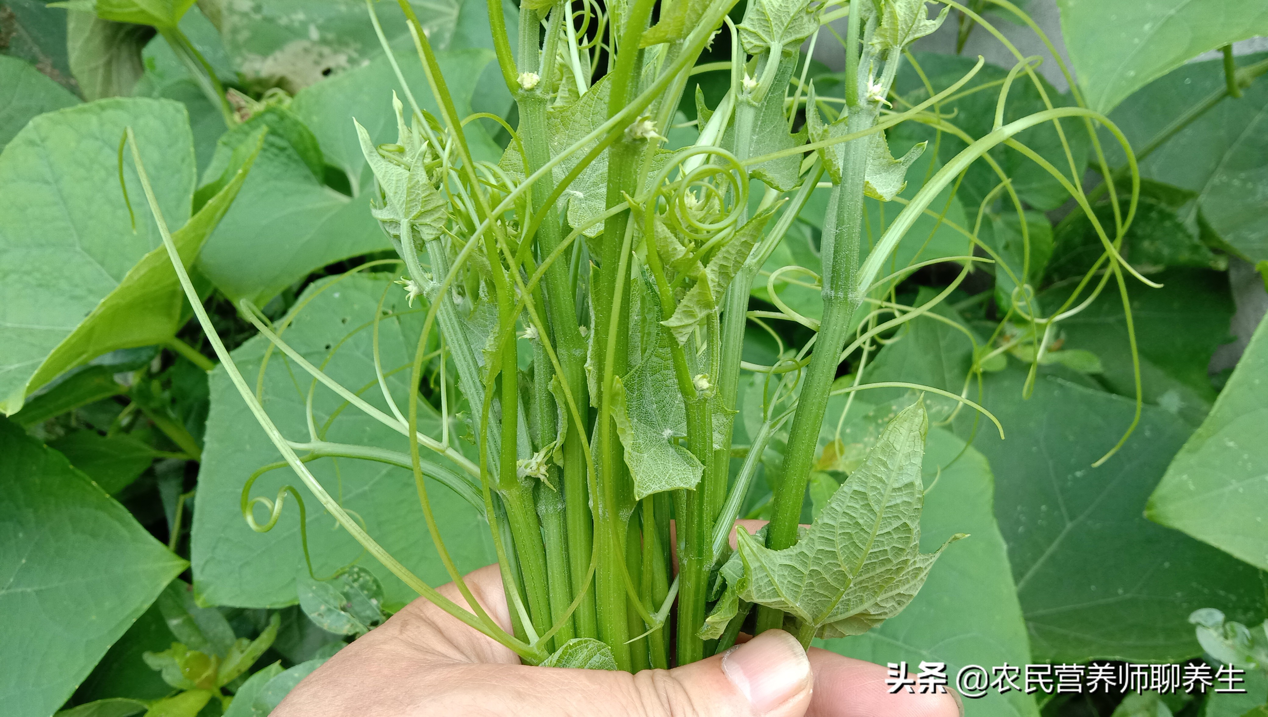 龙须菜的功效与作用这个叫龙须菜到底能不能吃啊