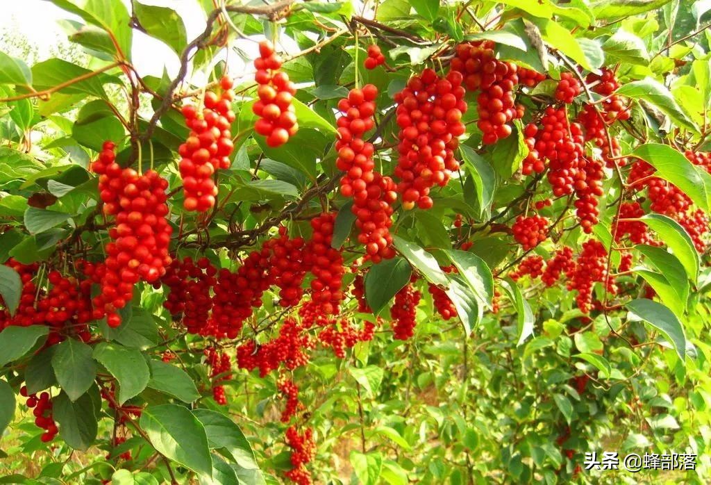 什么藥材好種植,什么藥材好種植又賺錢