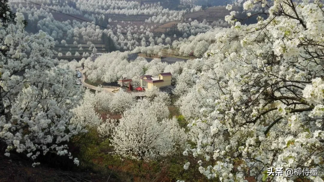 诗词摄影，如何拍摄“梨花淡白柳深青，柳絮飞时花满城”的意境？