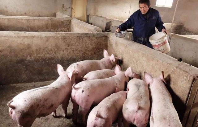 窝产仔数高低的主要影响因素