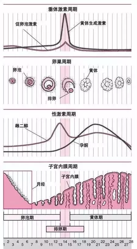 女人老没老，内分泌好不好，一个小小的性激素六项就能告诉你