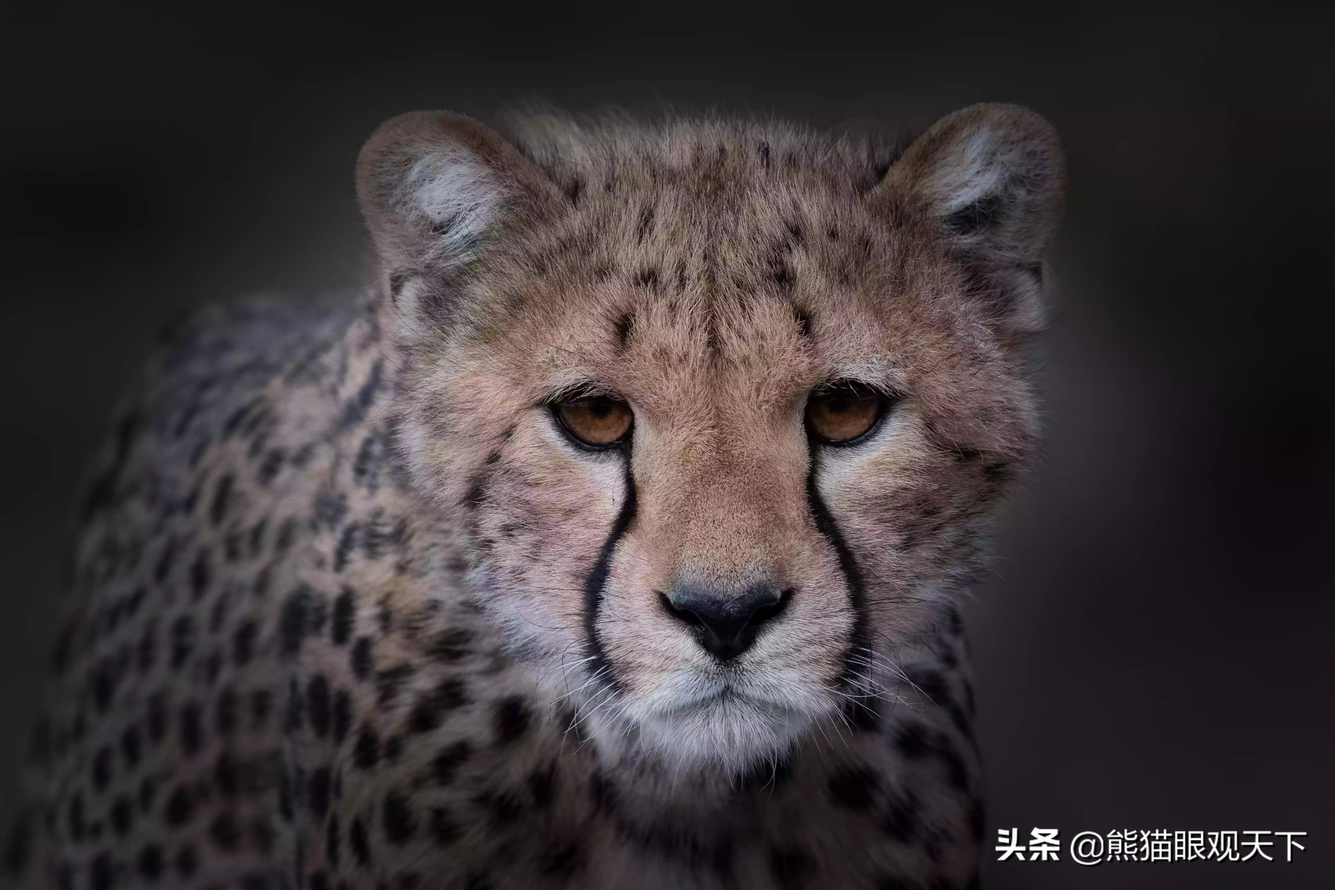 陆地速度之王：关于猎豹的10大冷知识