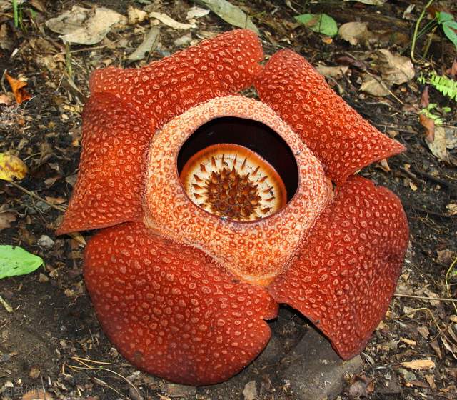 专属生日花 花语查询,反映性格和爱情?快来看看您的准不准