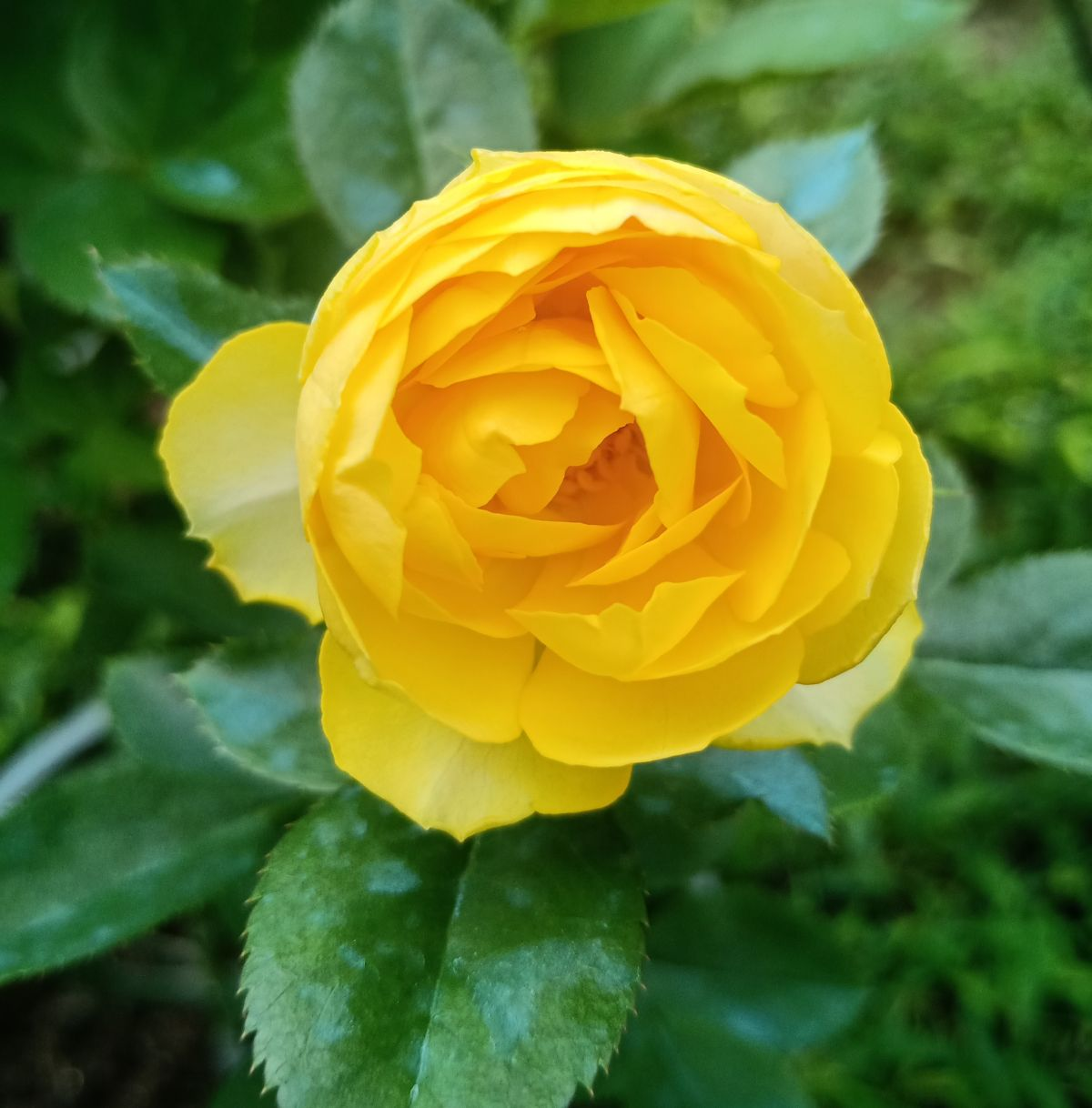 10种常见月季花图鉴，不要再问别人了，自己收藏慢慢看