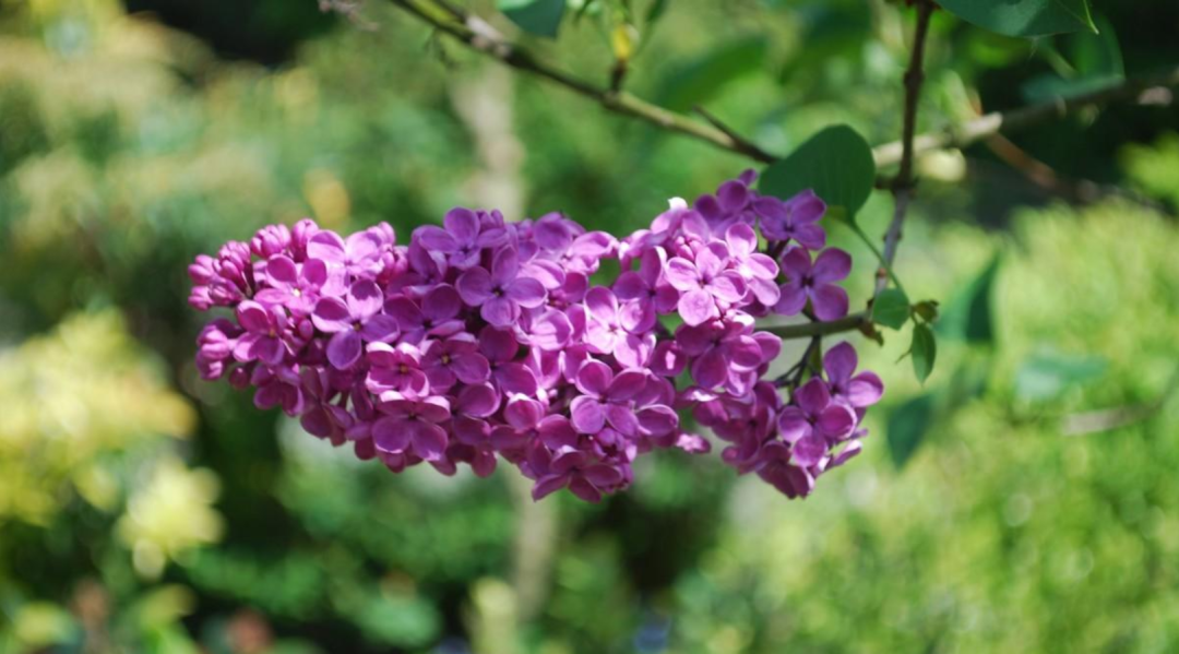 丁香花开满城香，十首丁香花的古诗词，绽满枝头，如霞如烟