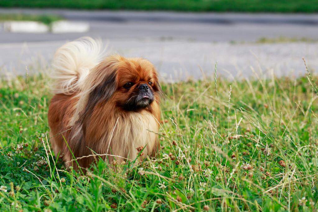 曾经享尽荣华富贵的皇家御犬——京巴犬 挑选饲养护理方法等全介绍