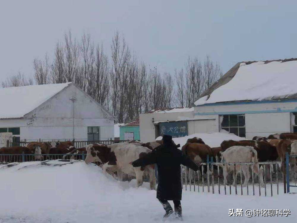 野生东北虎有多恐怖(东北或现“座冬雪”，座冬雪有多可怕？东北虎和野猪会受灾吗？)