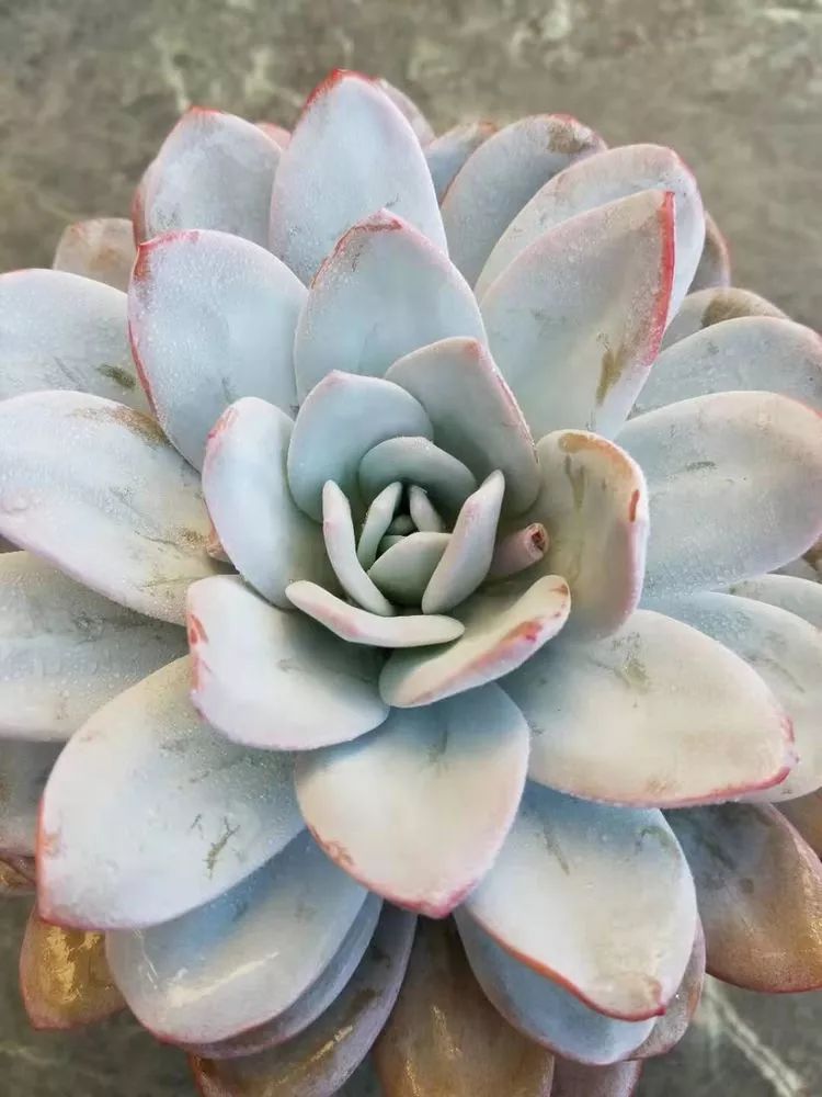 爱机车，爱多肉，宝妈花姐的诗和远方