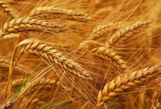 关于农忙收获小麦的散文
