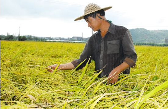没想到，西北农林科技大学竟然有“两副面孔”