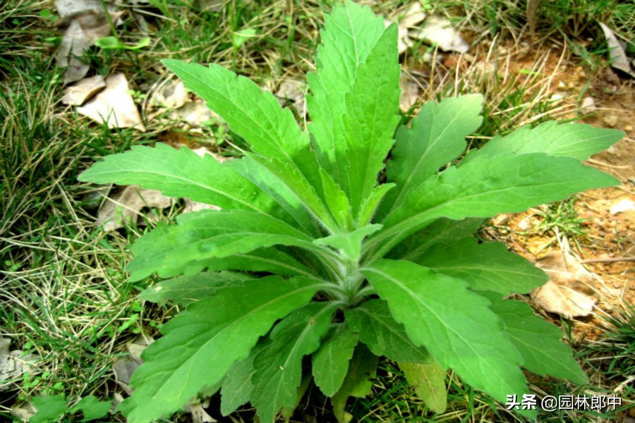 小飞蓬草图片(在农村) - 赤虎壹号