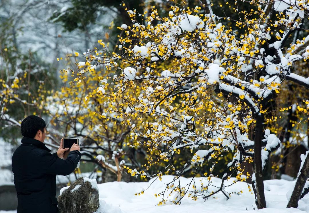 花影飞雪瘦西湖，诗词梦里醉扬州