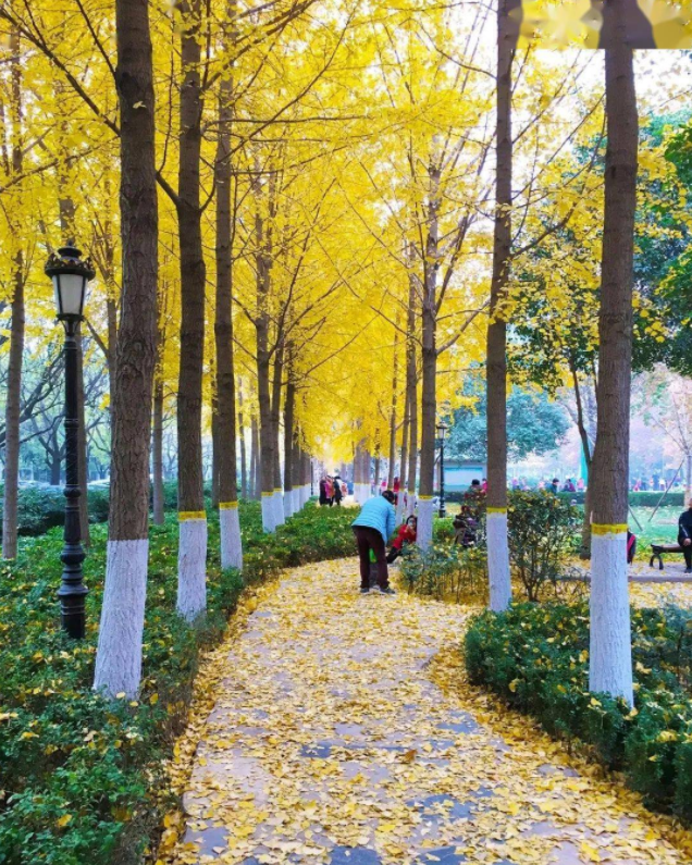 郑州这10个绝佳赏秋地，风景绝美，很多地方都还免费