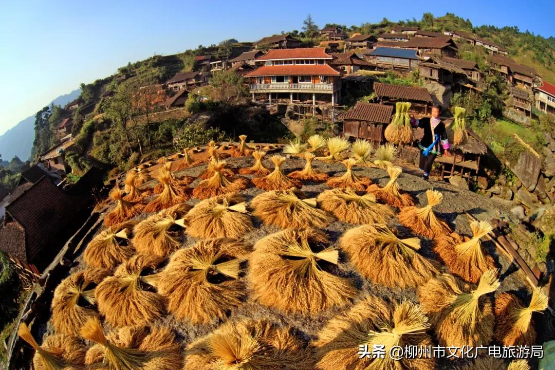 满山金色稻浪,为你换一屏秋色
