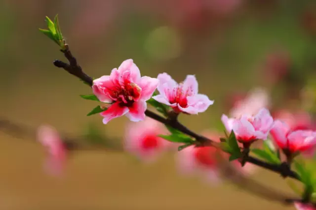 三月桃花开，36首桃花诗词送给你