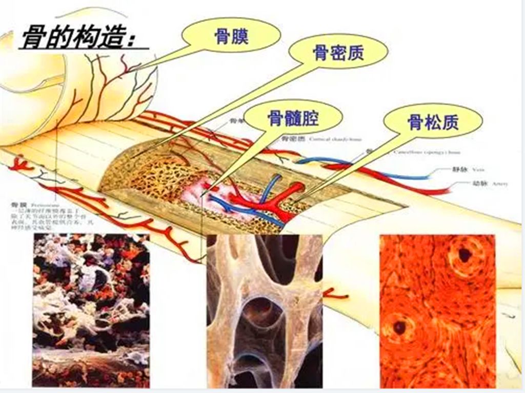 人体有206块骨头，为何欧美人比亚洲人多两块，是哪一部分？