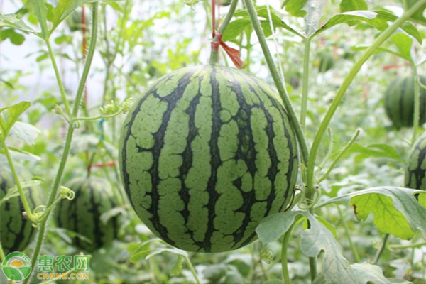 黄瓤西瓜是不是转基因食品？黄瓤西瓜与红瓤西瓜的区别