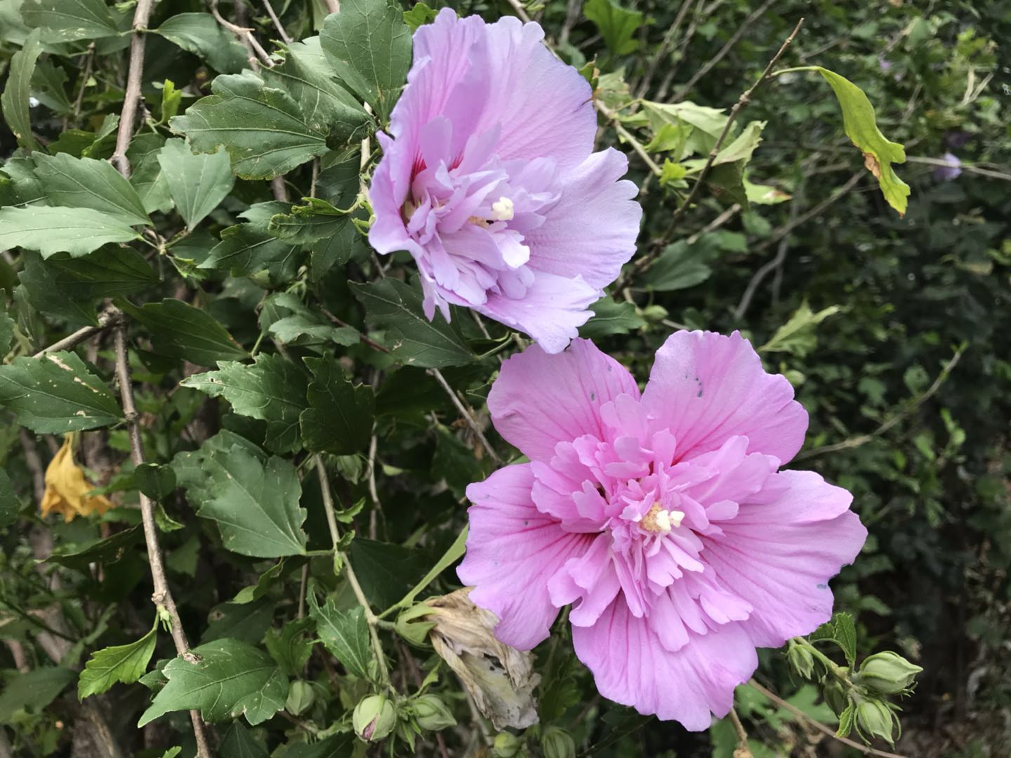 原创:隆冬时节,木槿果如小鸟,它还隐藏着如此多的故事