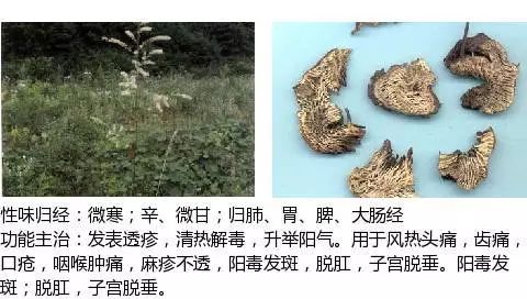 300个中草药图谱（附主治功效），知道一半就太牛了（上）