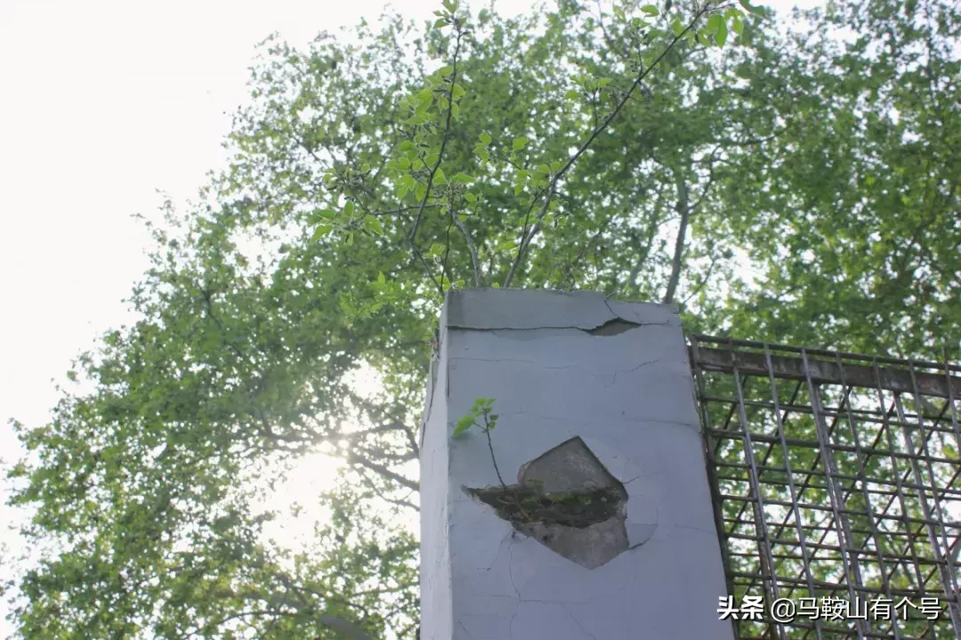 马鞍山人，别忘了动物园！这里曾是我们的全部！