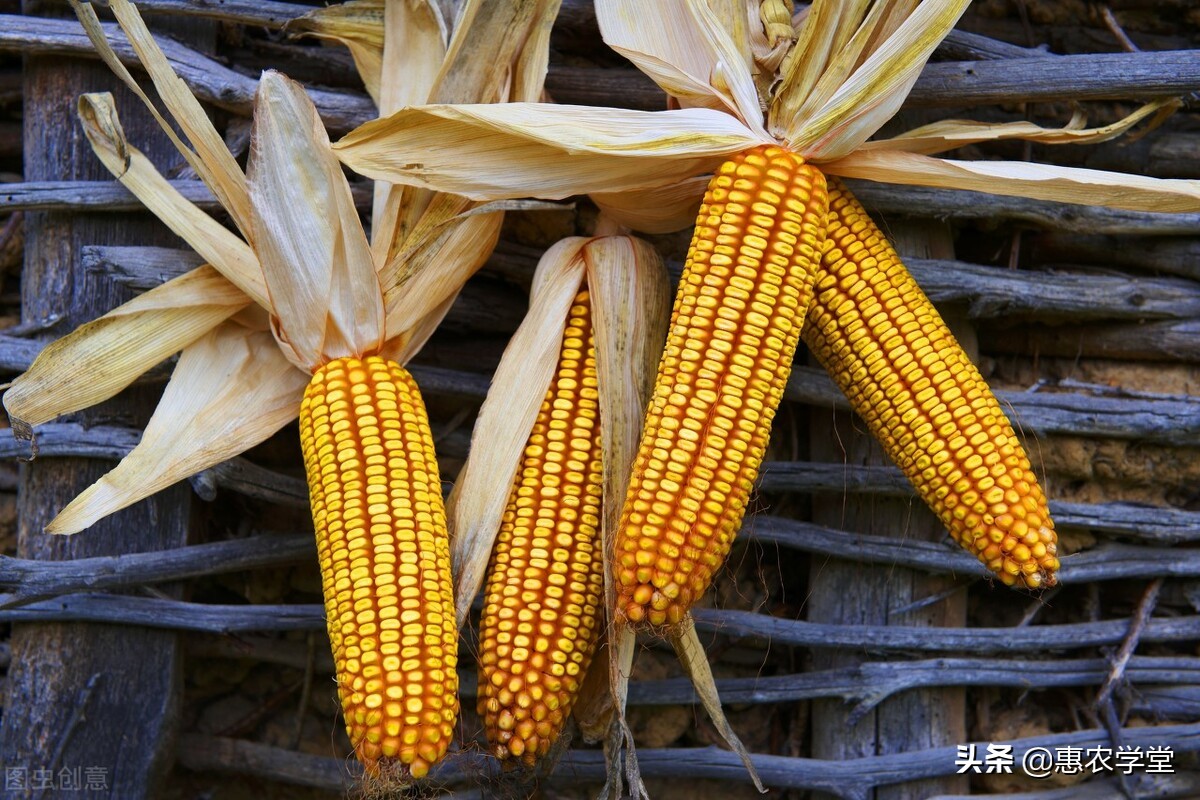 玉米均价探底1.3元/斤是为何？后期会涨吗？2021玉米行情走势预测