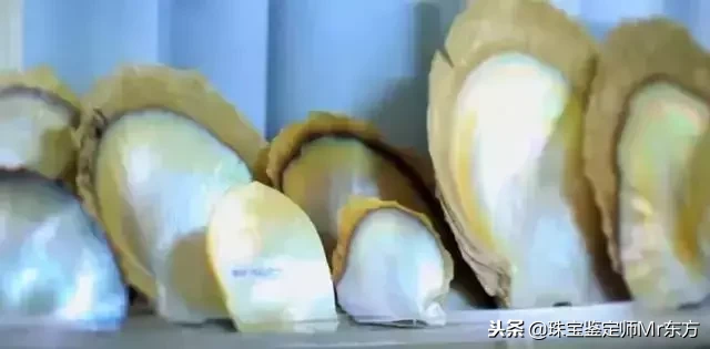 “禁欲系”白珍珠|澳洲南洋白珍珠,为什么被称为珍珠之王?