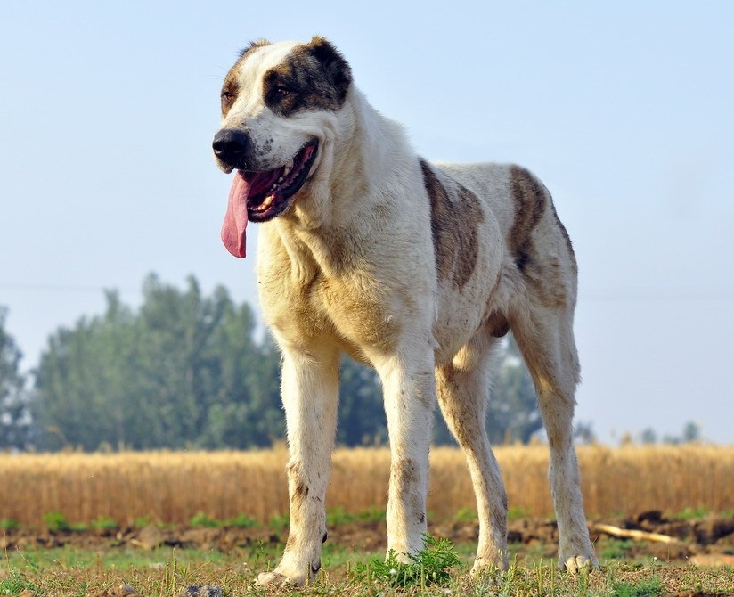 中亞 卡斯羅 高加索 羅威納 現代型護衛犬中的四大金剛 天天看點