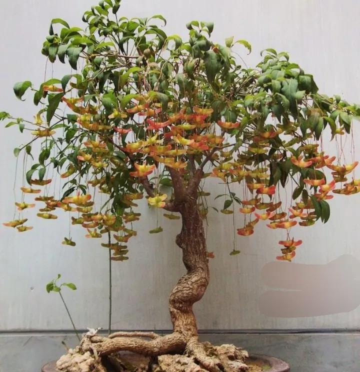 俗称"摇钱树",树上挂满"小元宝",这种植物看着喜庆