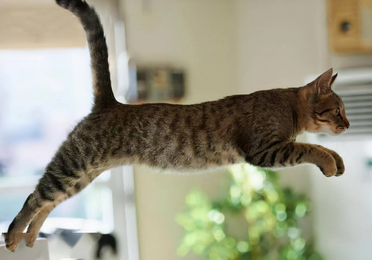 最适合懒人养的猫咪，它们可能比你更懒