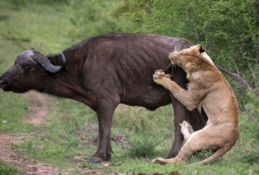 同是草原巨兽，狮子能吊打水牛，却为何不敢招惹犀牛？