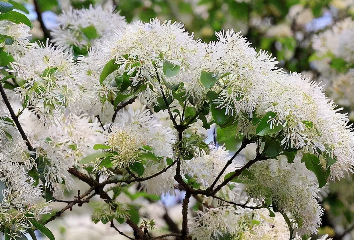流苏树盆景怎么养(花开如霜似雪见到别放过)